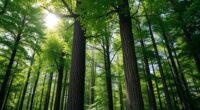 choosing trees for sustainability