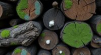 detecting mold on logs