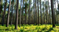 enhancing forest growth sustainably