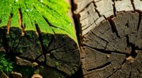fresh versus aged timber
