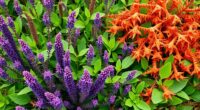 managing non native invasions