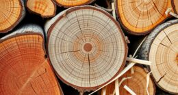 softwood splitting techniques