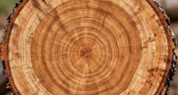 log splitting causes twisting