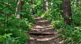 manage woodlots sustainably