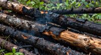 burning beetle killed wood