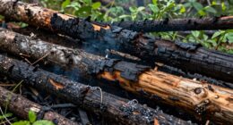 burning beetle killed wood