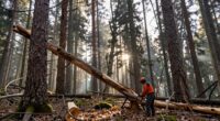 cut dead trees first