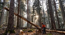 cut dead trees first