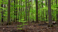 factors influencing woodlot recovery