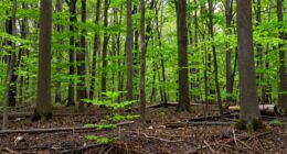 factors influencing woodlot recovery