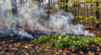 fires during mild seasons