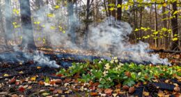fires during mild seasons