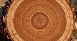 inspect wood grain orientation