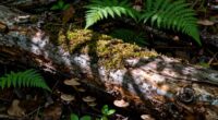 leave fallen wood untouched