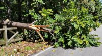 manage fallen trees safely