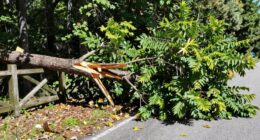 manage fallen trees safely
