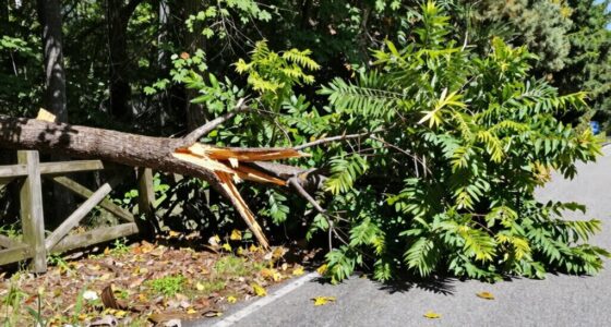 manage fallen trees safely