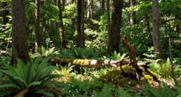 not all trees need saving