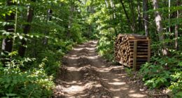 safe firewood work paths