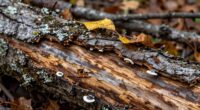 signs of tree disease