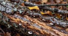 signs of tree disease