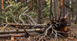 specialized pruning for stability