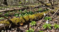 spring woodlot cleanup guidelines