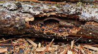 stored firewood pest infestation