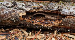 stored firewood pest infestation