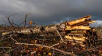 storm debris to firewood