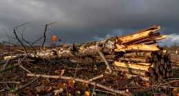 storm debris to firewood