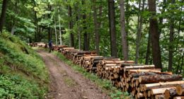 sustainable firewood harvesting strategies