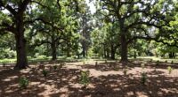 thinning small woodlots wisely