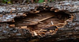 treating damaged wooden logs