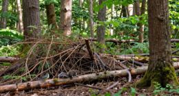 using brush piles benefits wildlife