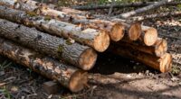 wood skid with logs