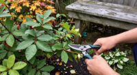 5 Shrubs To Prune In October For Healthier Growth And Better Blooms Next Year