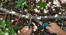 The Tree Of Heaven Is One Of The Most Notorious Invasive Plants—Experts Say You Should Do THIS If You Have One On Your Property